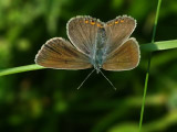Голубянка быстрая (Polyommatus amandus)