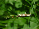 Травянка луговая (Crambus pratellus)