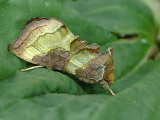 Металловидка золотая (Diachrysia chrysitis)