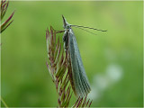 Травянка серебристая (Crambus perlellus)