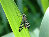 Скорпионница обыкновенная (Panorpa communis)