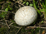 Порховка свинцово-серая (Bovista plumbea)