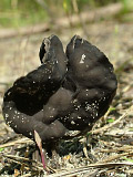 Лопастник ямчатый (Helvella lacunosa)