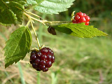  (Rubus fruticous)